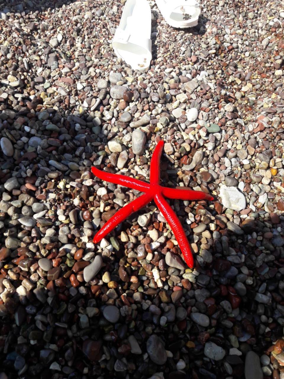 דוברה וודה Sea Star Apartment מראה חיצוני תמונה